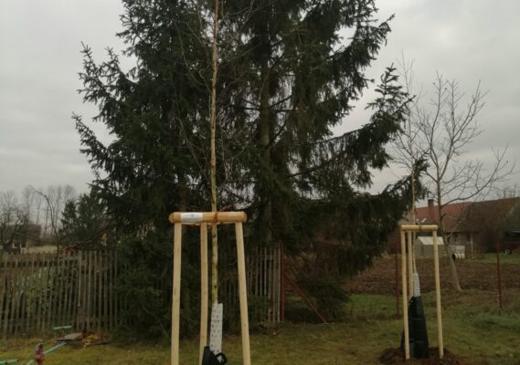 Výsadba dřevin v obci Malé Výkleky 20